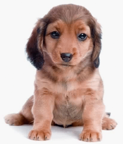 Grzecznie siedzący piesek